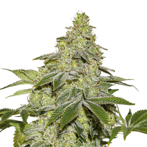 Sherbet Auto od Seed Stockers nasiona marihuany