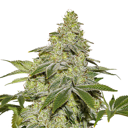 Sherbet Auto