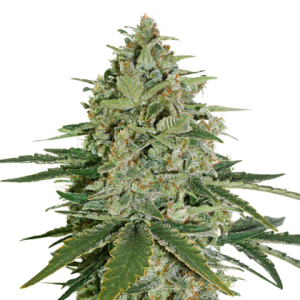 Super Skunk od Seed Stockers nasiona marihuany