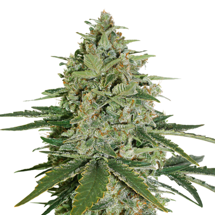 Super Skunk Auto