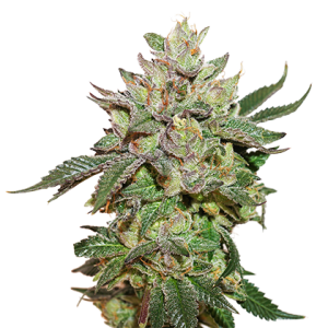 Wedding Cake od Seed Stockers nasiona marihuany