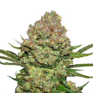 White Widow od Seed Stockers nasiona marihuany