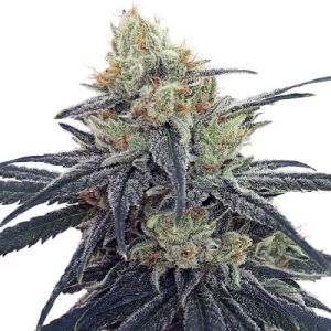 CBD #1 od ACE Seeds nasiona marihuany