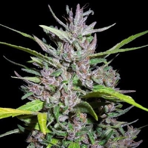 Honduras x Panama od ACE Seeds nasiona marihuany