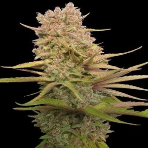 Red Sapphire od ACE Seeds nasiona marihuany