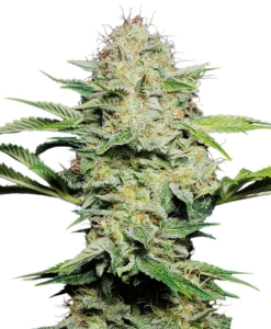 Sensi Skunk Automatic od Sensi Seeds nasiona marihuany