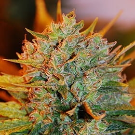 Gigabud od G13 Labs nasiona marihuany