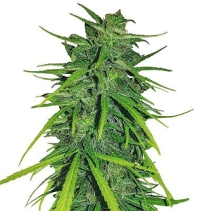 Thai x Panama od ACE Seeds nasiona marihuany