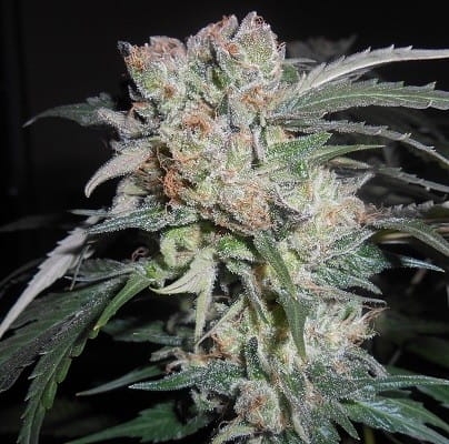 Zoom Zamaldelica x Kali China ACE Seeds Zamaldelica x Kali China ACE Seeds Zamaldelica x Kali China ACE Seeds Zamaldelica x Kali China ACE Seeds Zamaldelica x Kali China