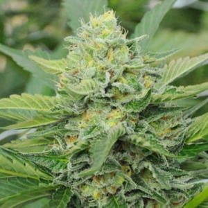 Carnage od 710 Genetics nasiona marihuany