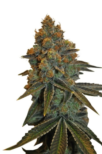 CBD D Diesel