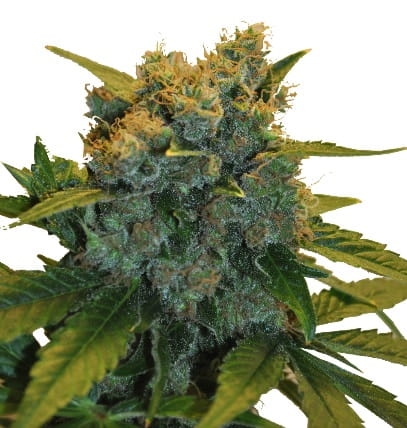 CBD Sensi Star