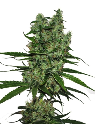 CBD Somango
