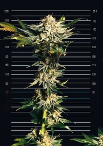 Black Kiss od CANNOPIA nasiona marihuany