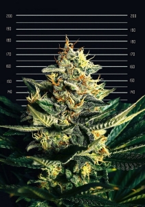 Blue Horse od CANNOPIA nasiona marihuany