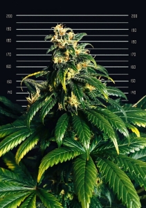 Cheesecake od CANNOPIA nasiona marihuany