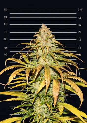 FSE (Fastest Sativa Ever)