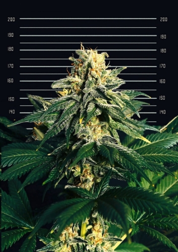Jamaican Green Gold