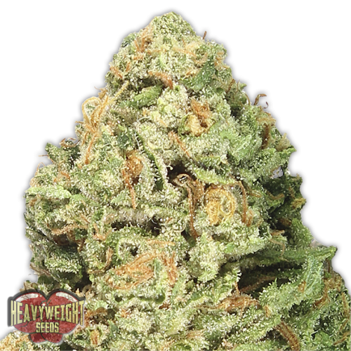 Fruit Punch