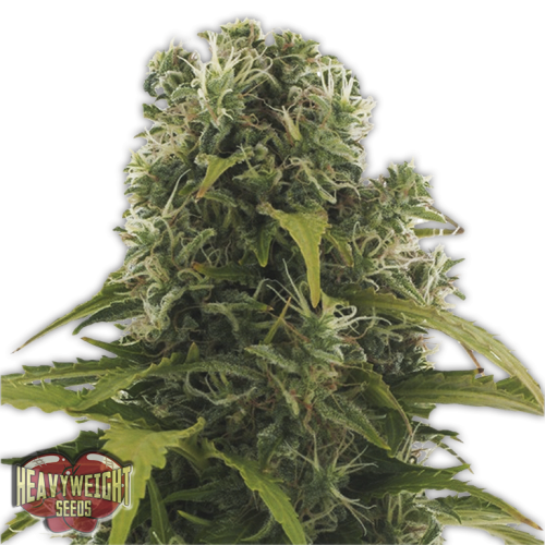 High Density Auto