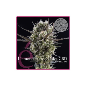 Llimonet Haze Classic CBD od Elite Seeds nasiona marihuany
