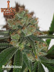 Bubblicious od Resin Seeds nasiona marihuany