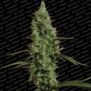 Atomical Haze od Paradise Seeds nasiona marihuany
