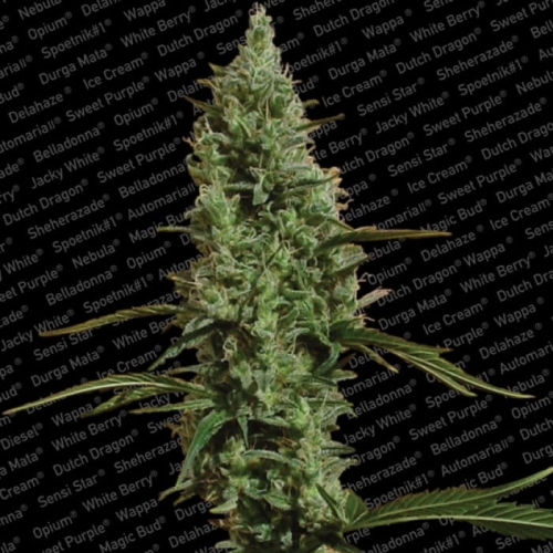 Atomical Haze