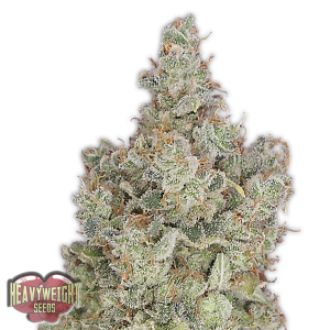 Total Paralysis od HEAVYWEIGHT SEEDS nasiona marihuany