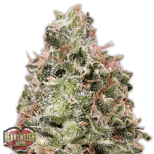 Waist Deep Auto od HEAVYWEIGHT SEEDS nasiona marihuany