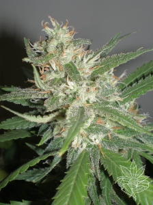 Amazing Haze od Homegrown-Fantaseeds nasiona marihuany