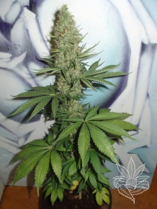 Big Bud od Homegrown-Fantaseeds nasiona marihuany