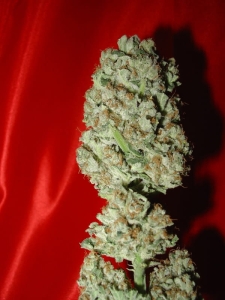 Blue Haze od Homegrown-Fantaseeds nasiona marihuany