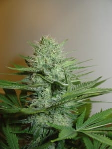 Blue Pearl Auto od Homegrown-Fantaseeds nasiona marihuany