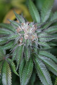 Master Kush od Humboldt Seeds nasiona marihuany