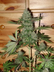 Caramella od Homegrown-Fantaseeds nasiona marihuany
