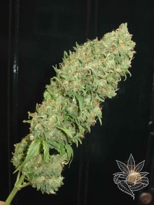 Caramella Auto od Homegrown-Fantaseeds nasiona marihuany
