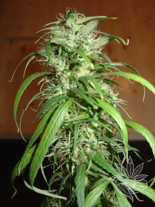Haze od Homegrown-Fantaseeds nasiona marihuany