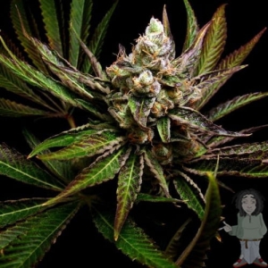 G-Bomb od Big Buddha Seeds nasiona marihuany