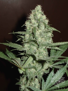 HG Cheese 2 (Homegrown Cheese 2) Auto od Homegrown-Fantaseeds nasiona marihuany