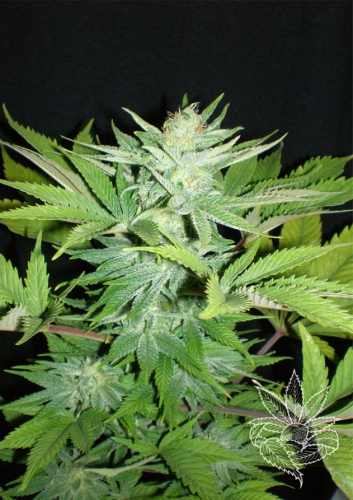 Homegrown Lowryder