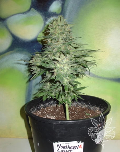 Homegrown Lowryder Auto