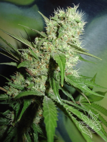 Jack Herer