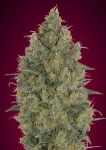 Strawberry Gum od Advanced Seeds nasiona marihuany