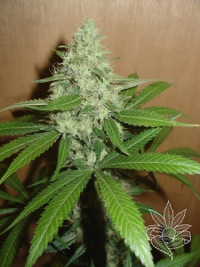 Mango od Homegrown-Fantaseeds nasiona marihuany
