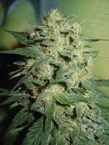 Northern Lights