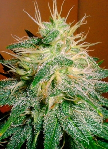 Skunk #1 od Homegrown-Fantaseeds nasiona marihuany