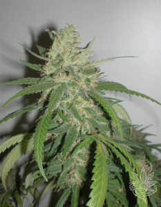 SPR Haze od Homegrown-Fantaseeds nasiona marihuany