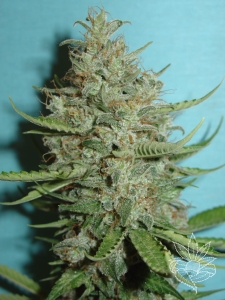 Super Crystal od Homegrown-Fantaseeds nasiona marihuany