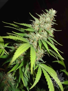 Top 44 od Homegrown-Fantaseeds nasiona marihuany